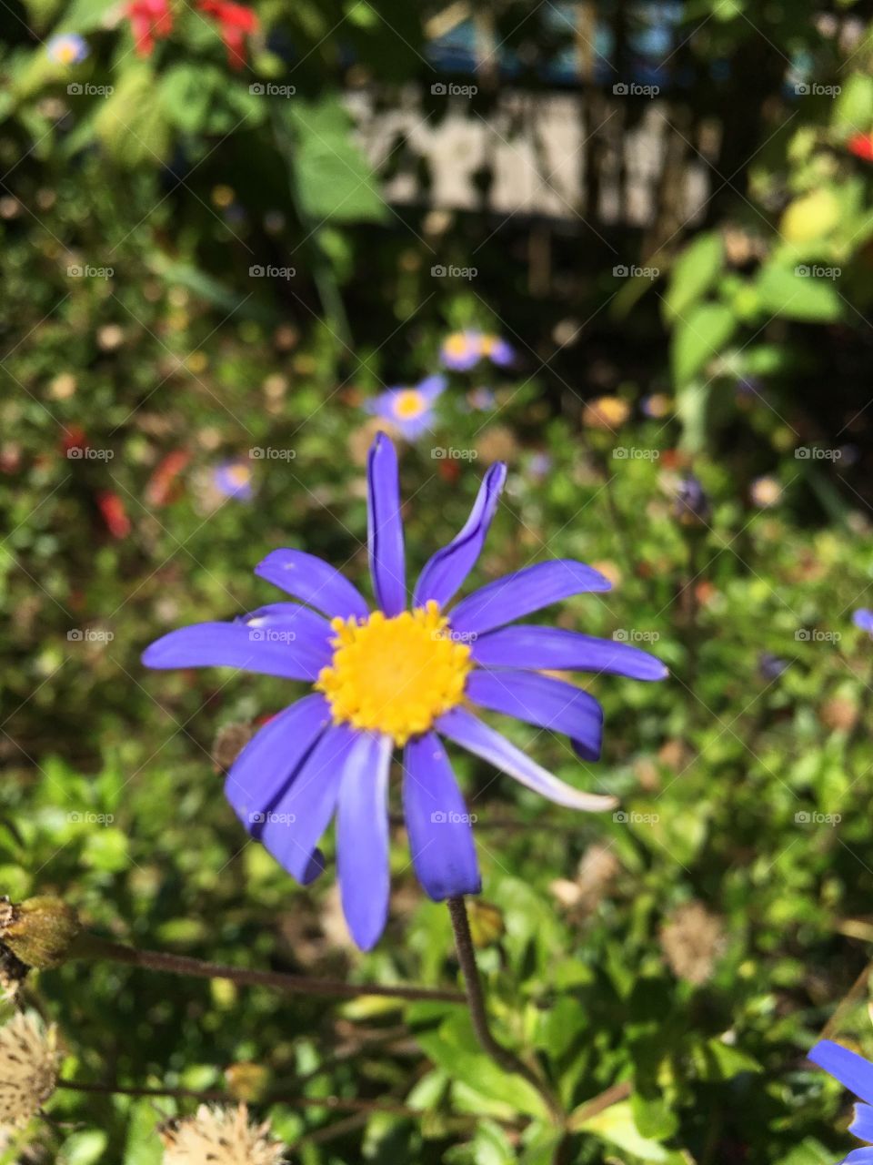 Blue flora wild