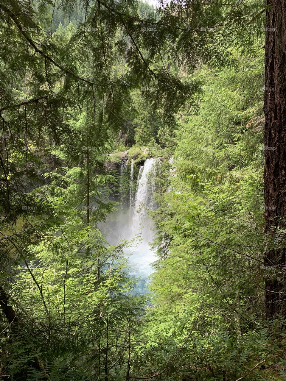 Waterfall through the trees