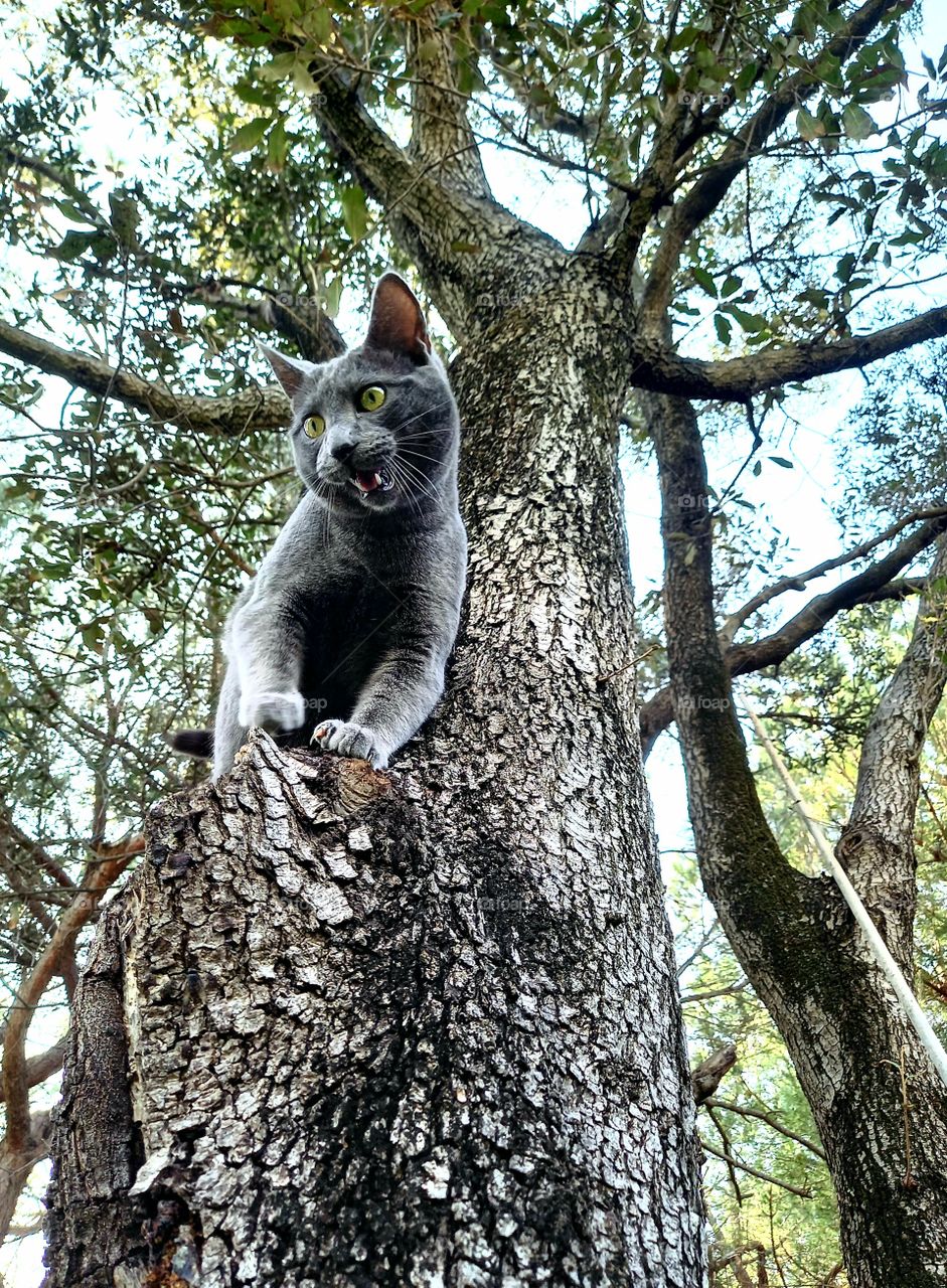 cat on the tree