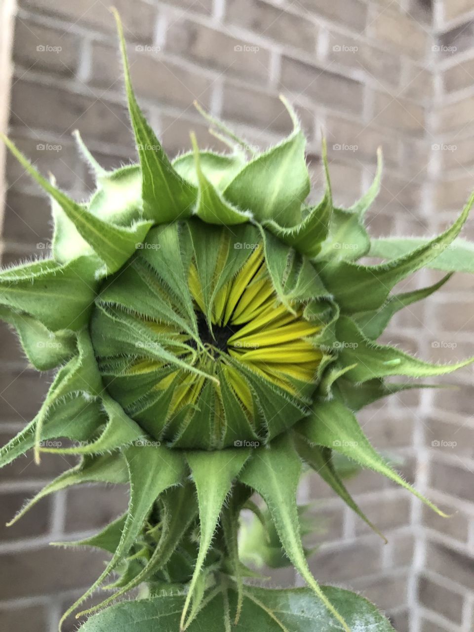 Waiting to bloom  mr sunflower 🌻
