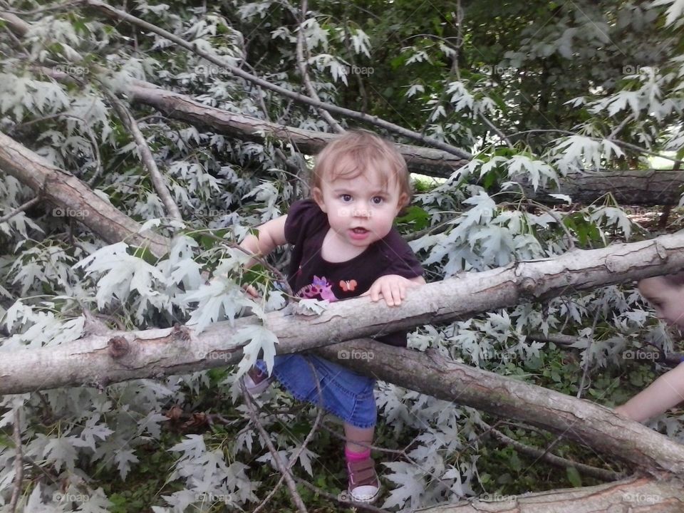 fallen tree. windstorm