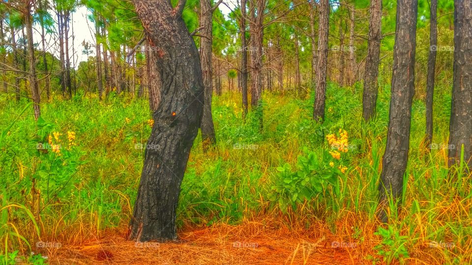 New life after a fire