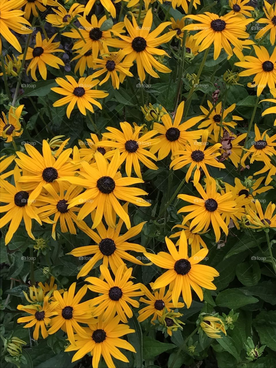 Beautiful flowers growing at the bus terminal