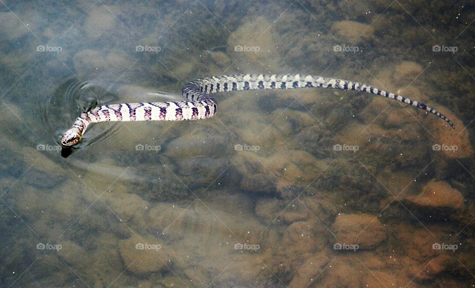 water snake