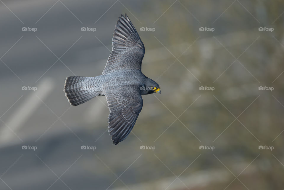 peregrine