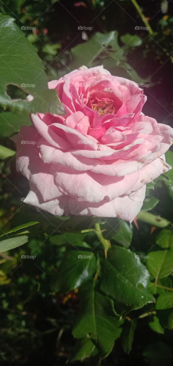 Pink Rose 01