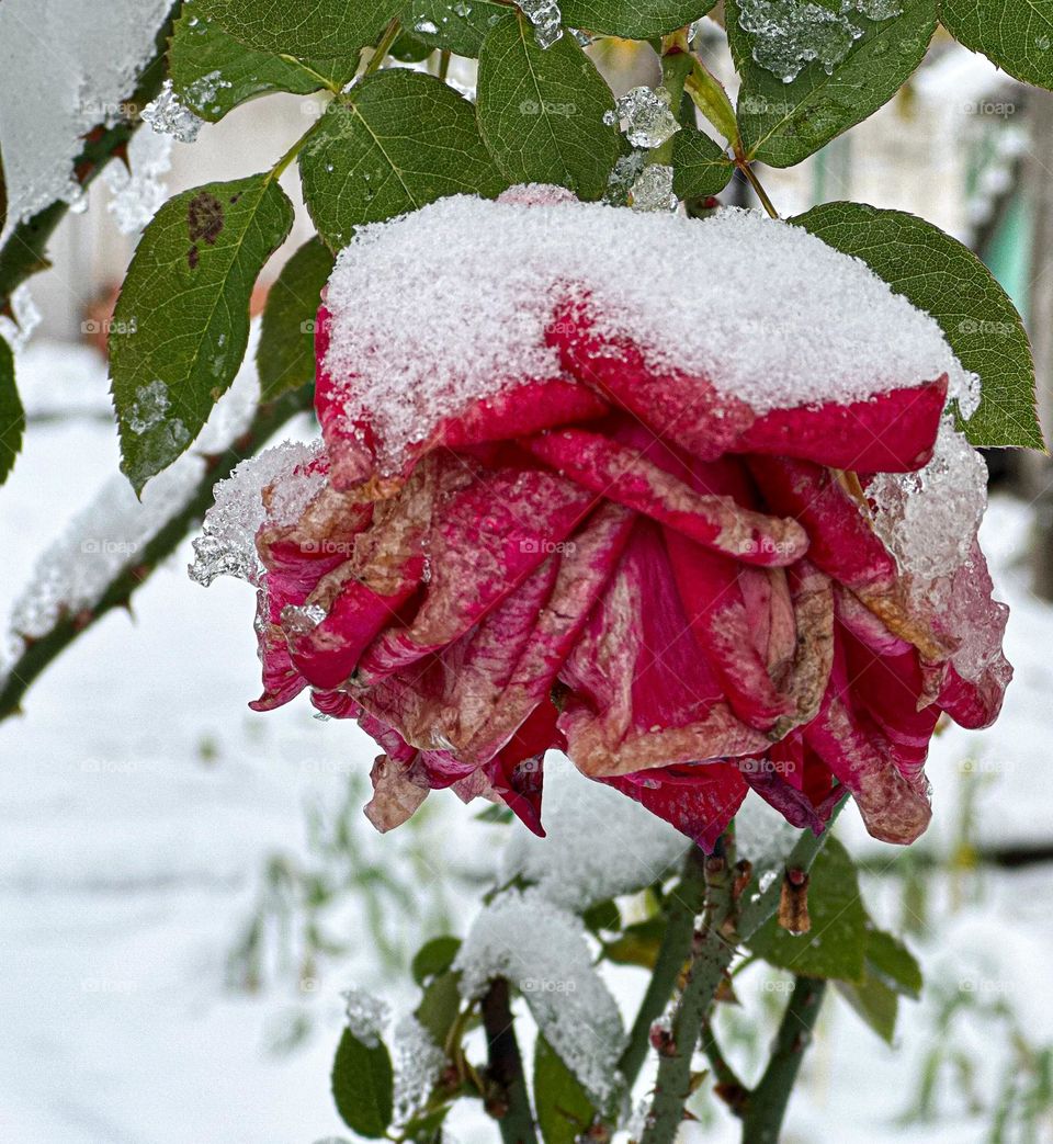 The last frozen red rose