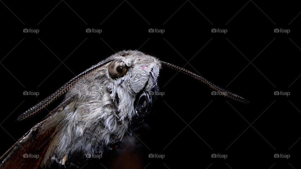 macro view of moth