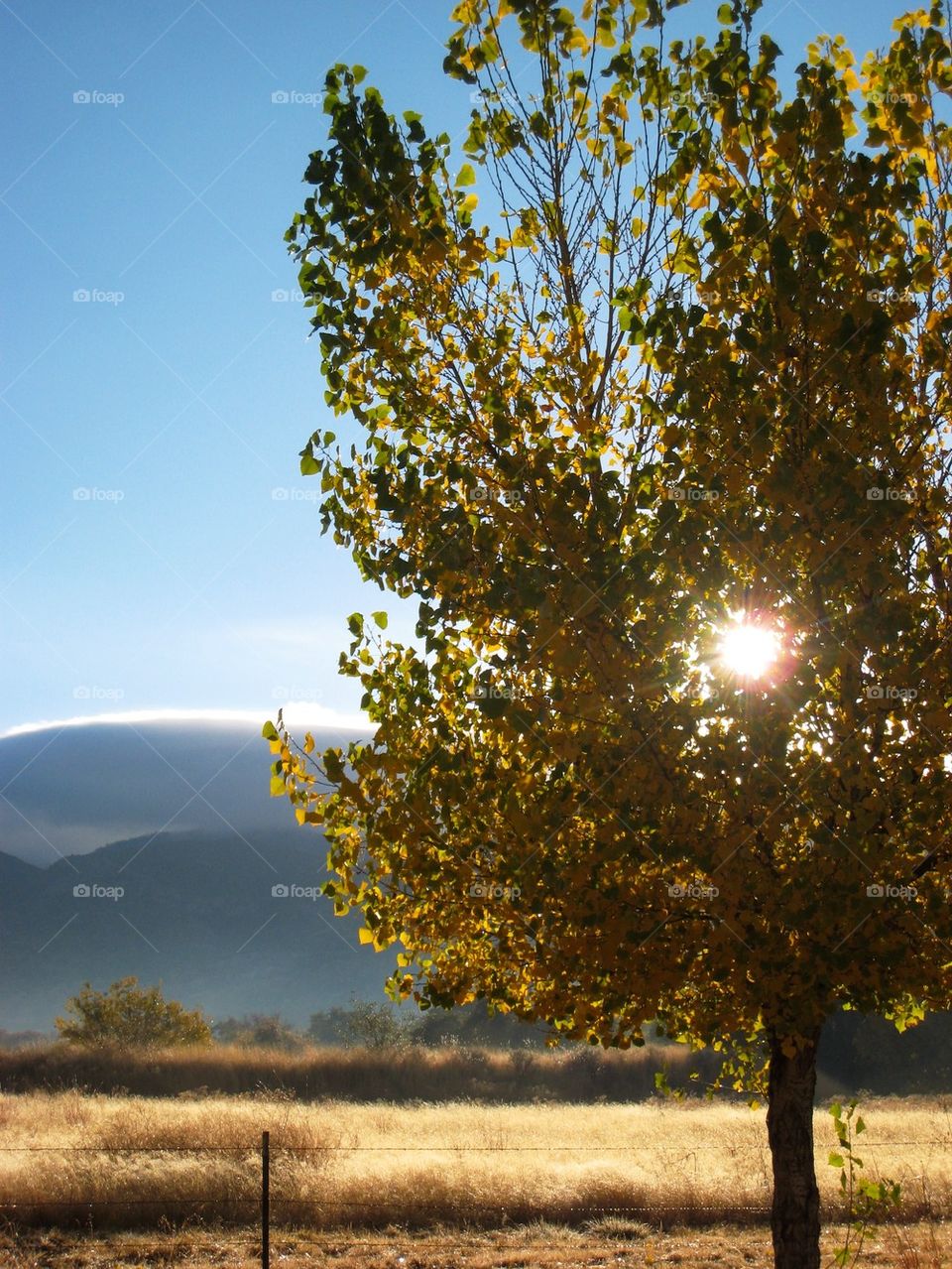 Sunlight passing through tree