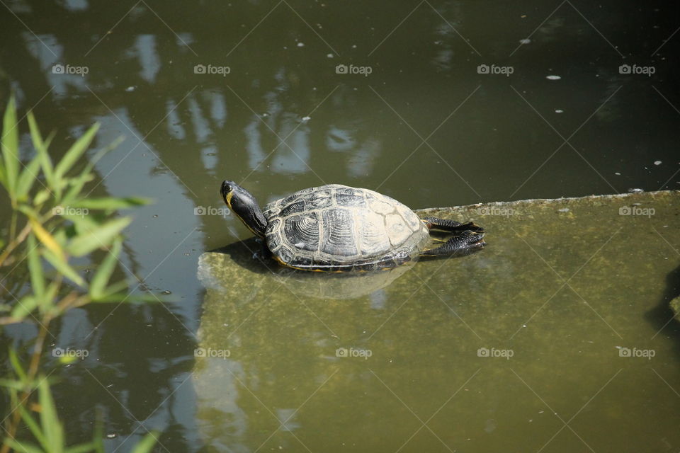 Tortoise 