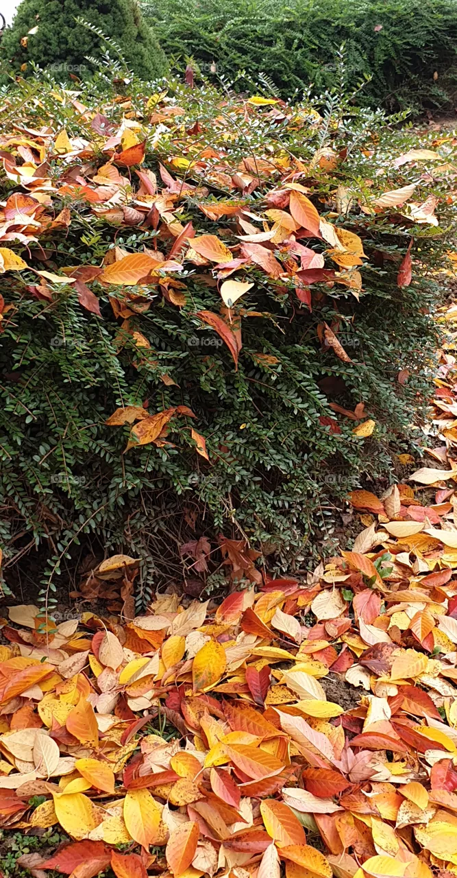 autumn in the park