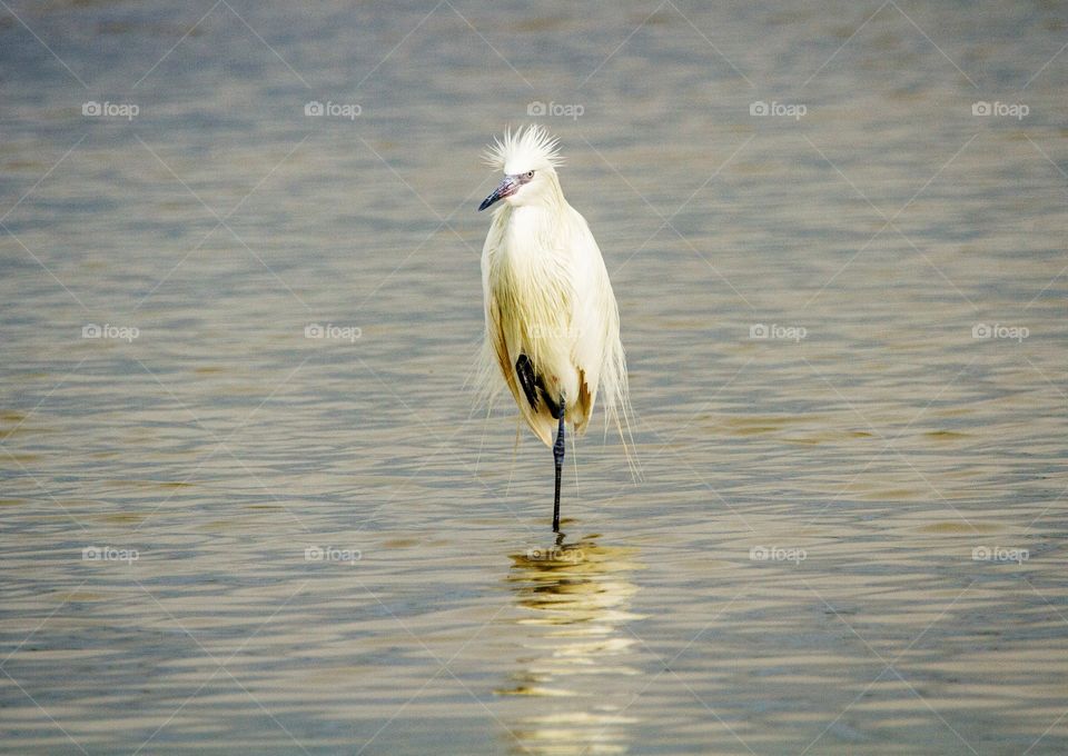beutyfull indian bird