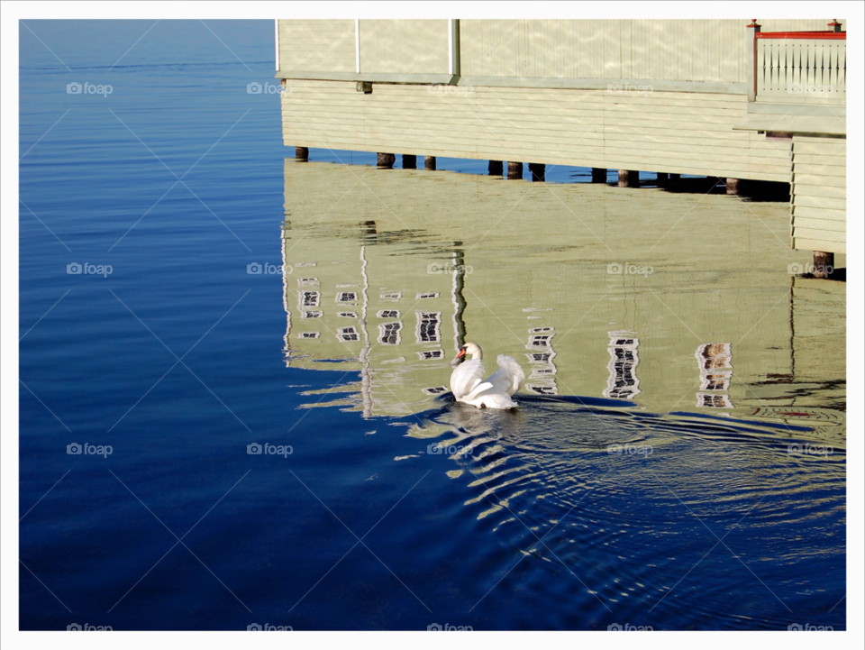 malmö sweden malmö swan svan by NinniHL