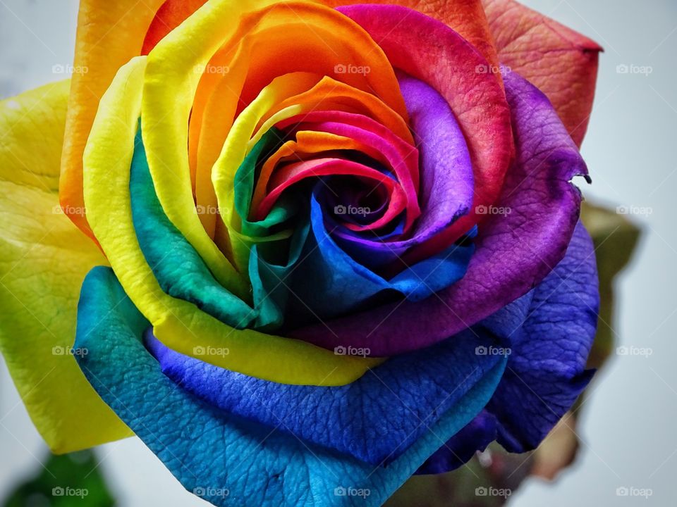 Rainbow rose