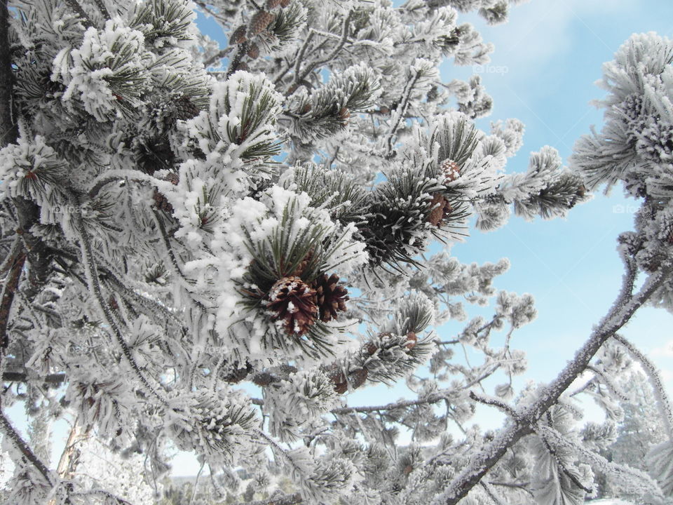 Frosty cone - Hoarfrost covered pinecone in Yellowstone National Park.
