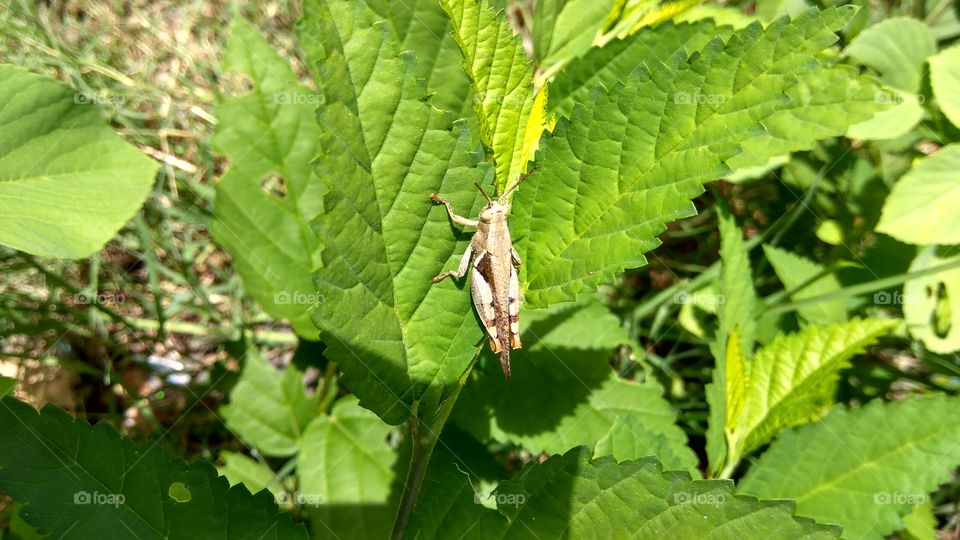 grasshopper in green leaf