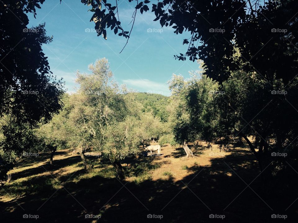Landscape of farm in Andalucia Spain with donkey standing under olive trees during Autumn sunny day