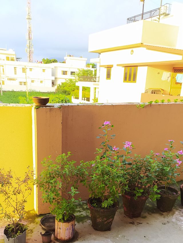Ablaze in rare monsoon sunshine