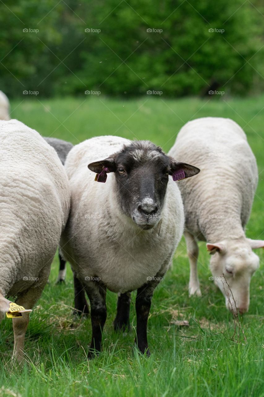 Photo of sheep in field