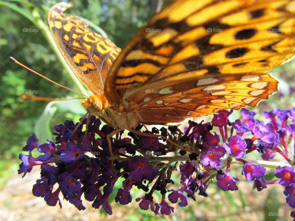 Butterfly and flower