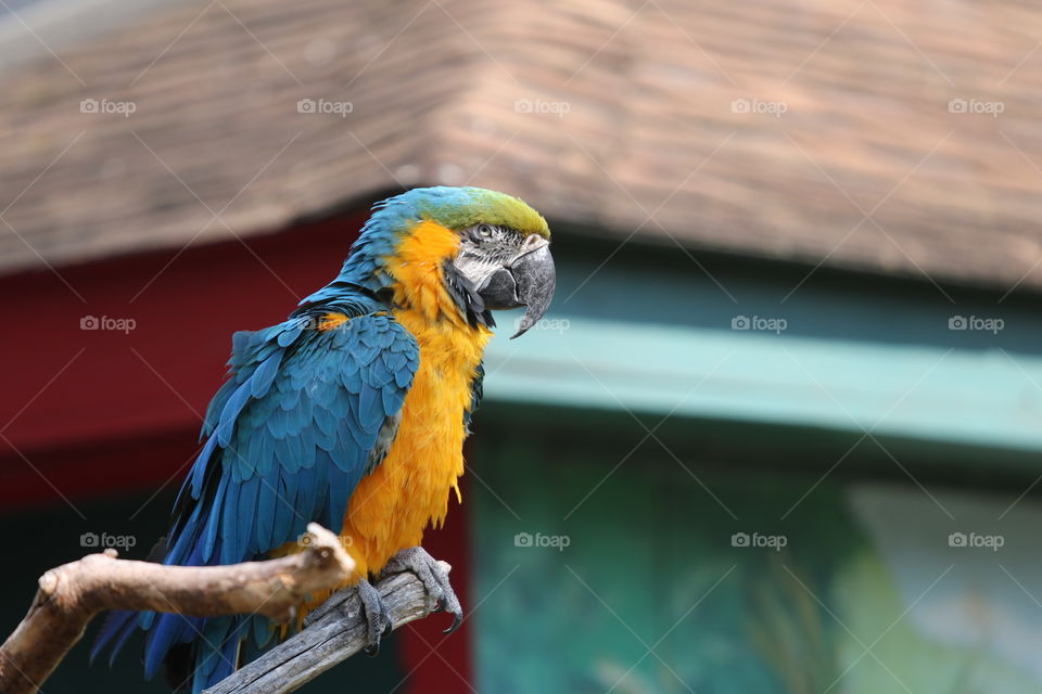 Amazon Parrot Blue Yellow and Green