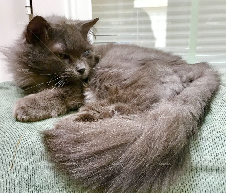 Fluffy Gray Cat