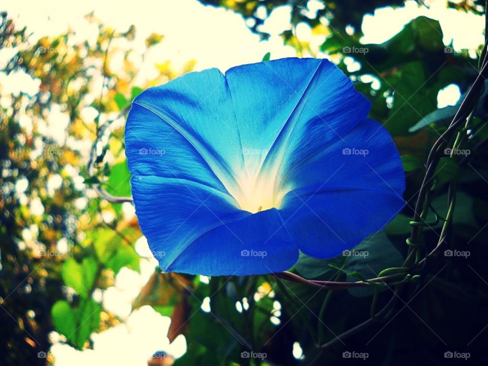 Radiant morning glory 