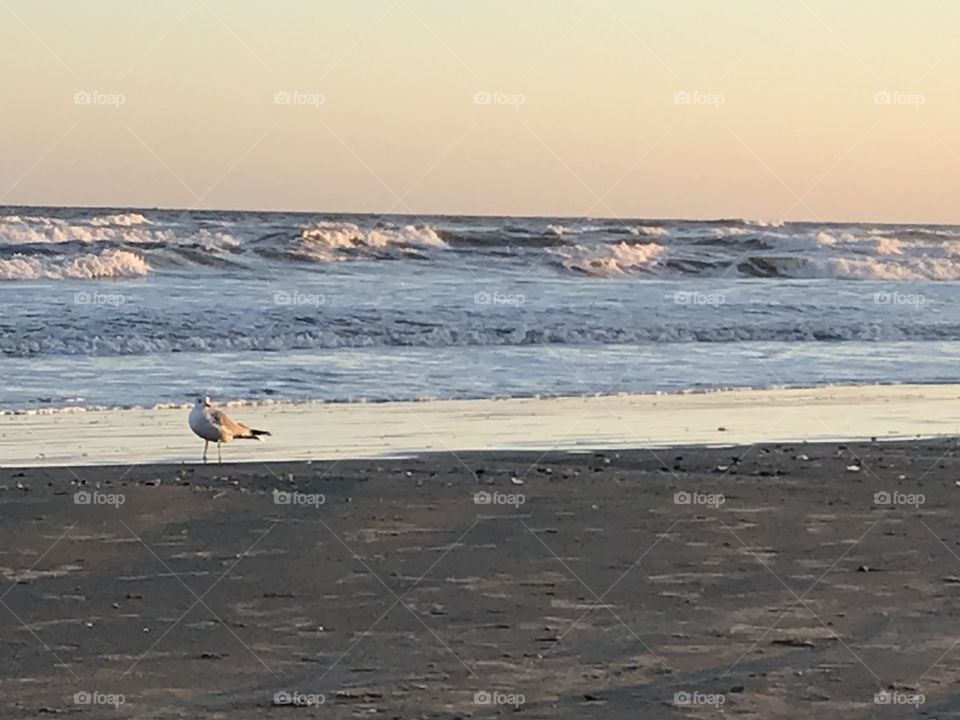 Galveston Beach