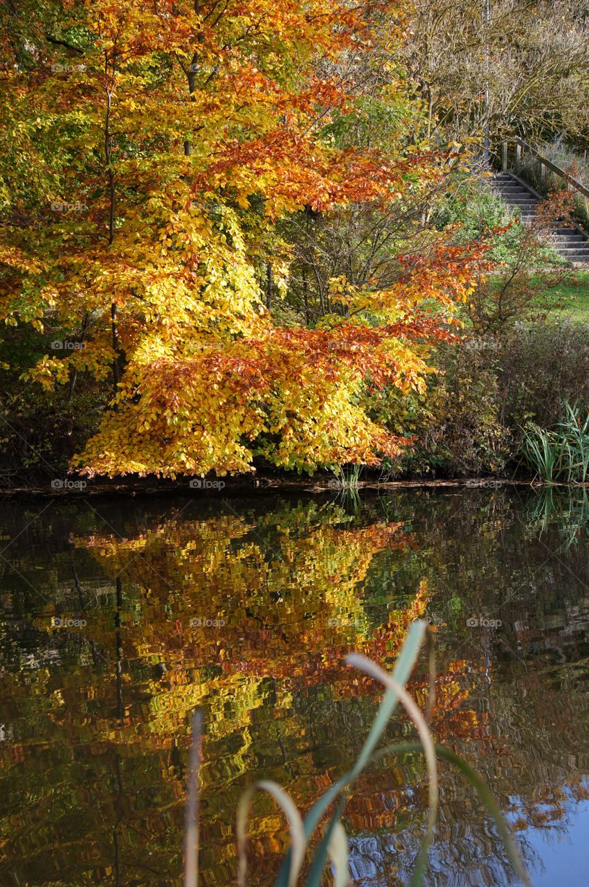 Autumn reflections