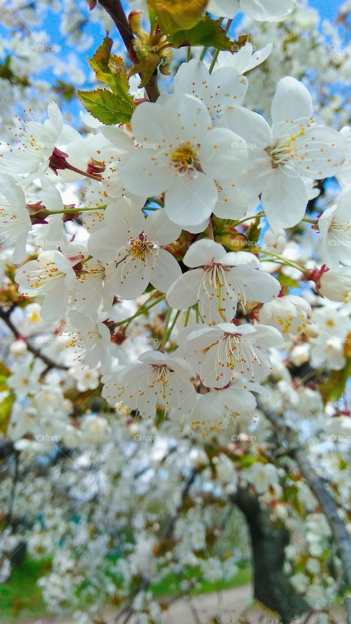 Battle summer vs. spring