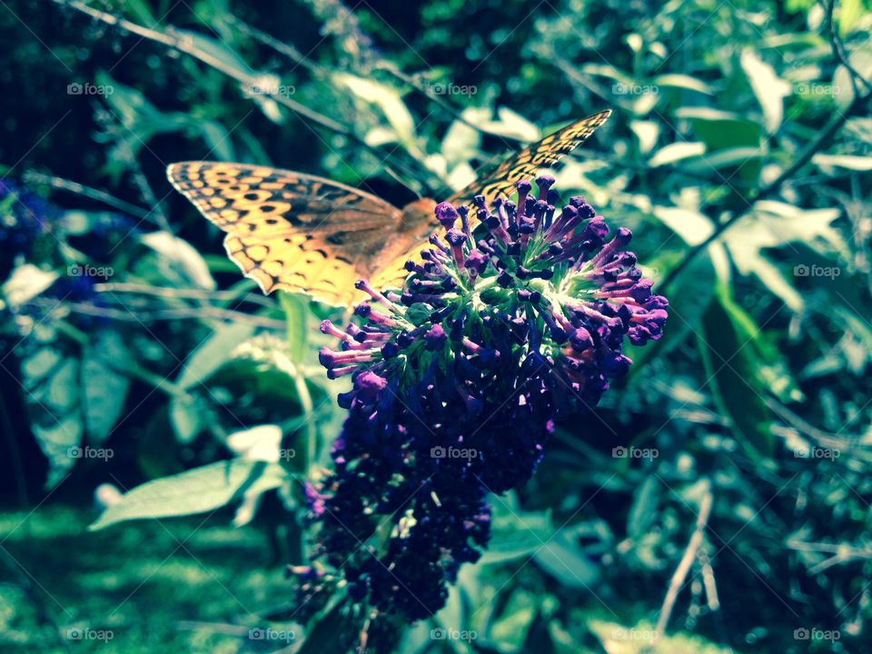 Butterfly on a flower