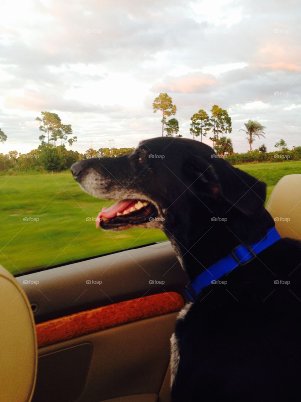 Black dog enjoying the car ride