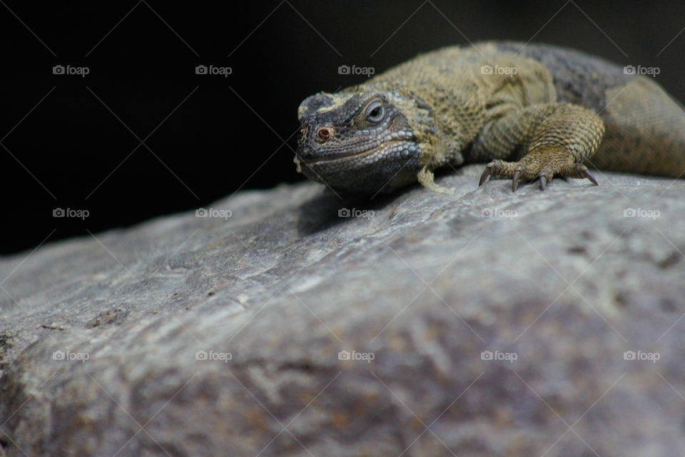 Lizard, Reptile, No Person, Nature, Wildlife