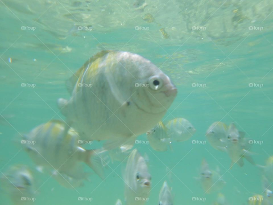 Swimming Fish