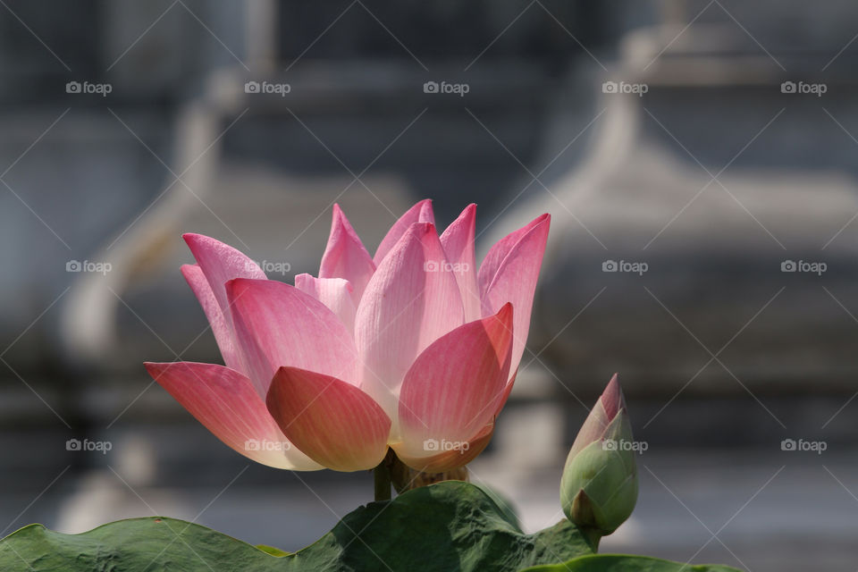 Blooming pink lotus