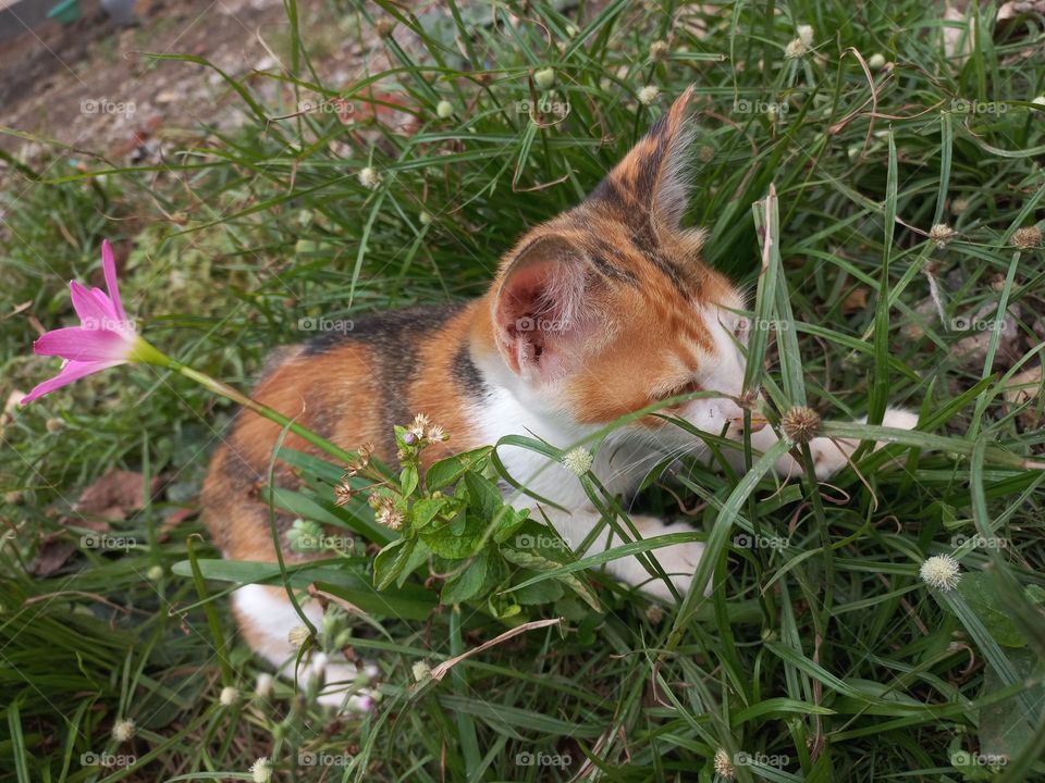 Cute kitten playing in the grass
