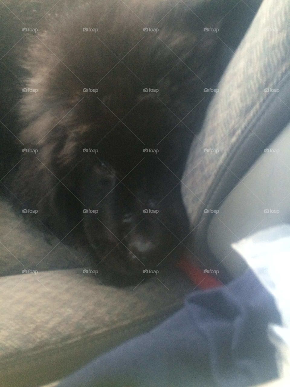 One, No Person, Mammal, Dog, Portrait