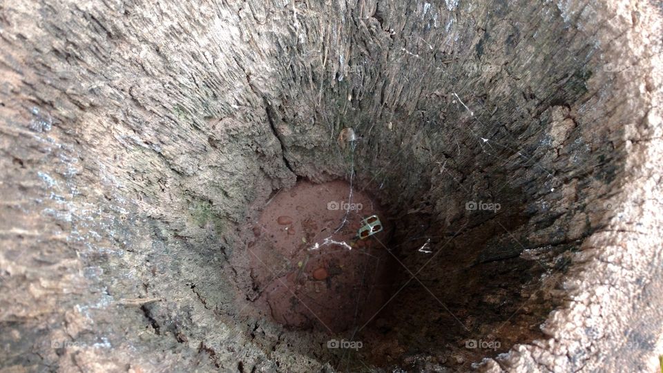 Interior de um caule de palmeira, seca.