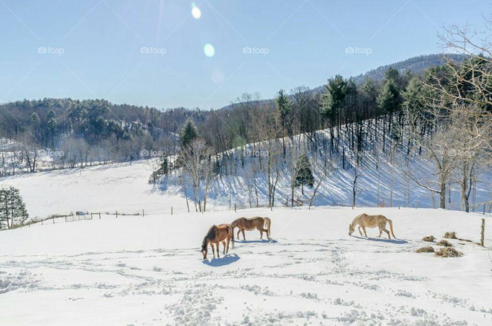 Horses running in snow