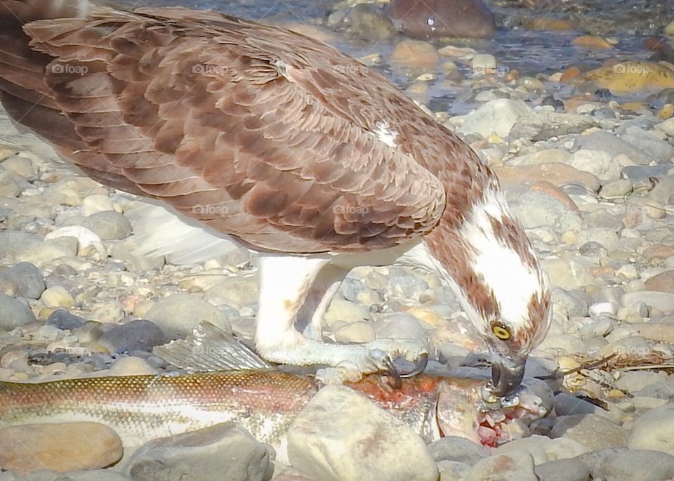 Osprey eats fish