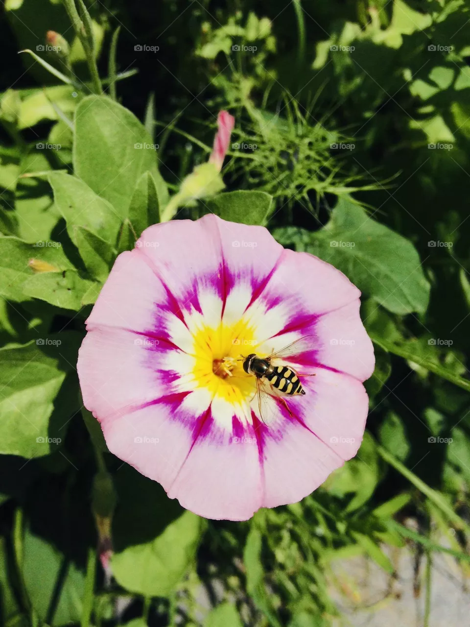 Little wasp