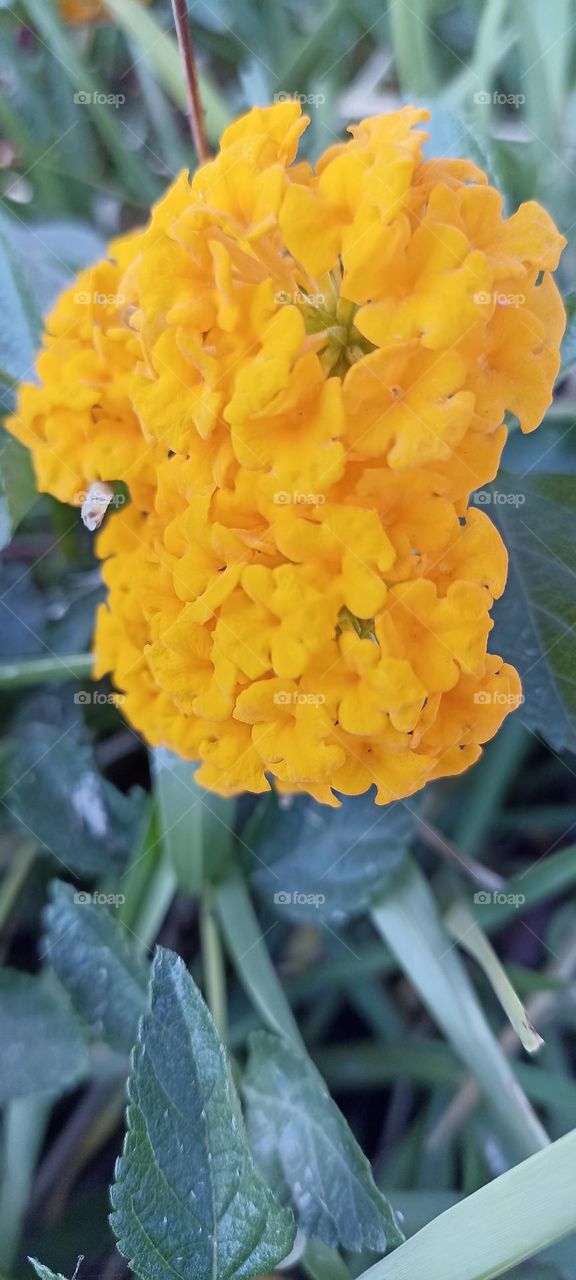 St. Mary's Herb Flower