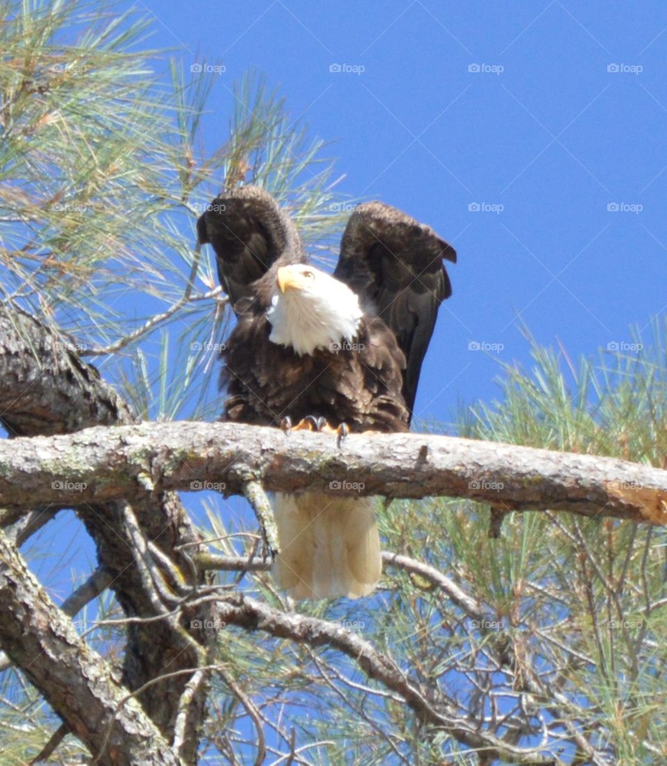 bird of prey, American bald eagle perched high on a tree branch.