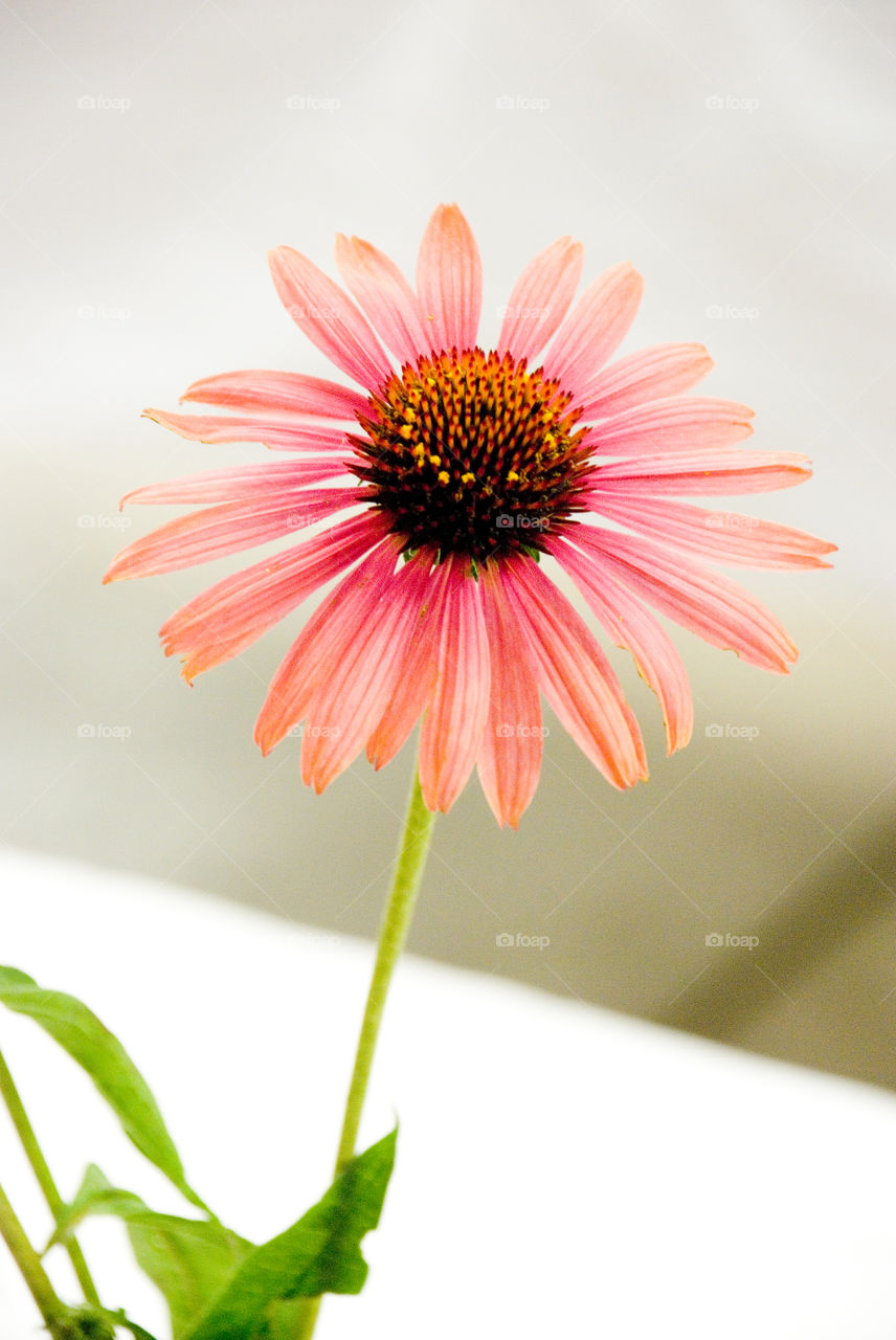 Flower Closeups