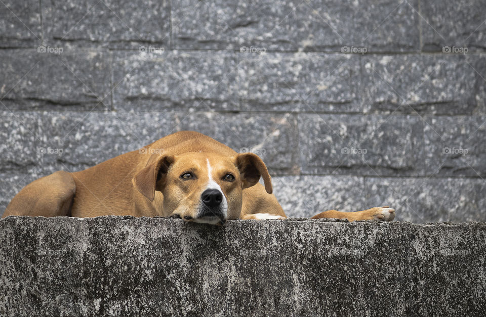 Dog rests and at the same time watches the house