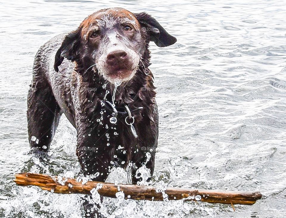 Wet pup