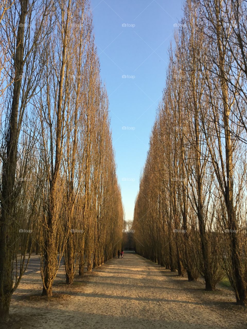 My favorite moment - Le Hameau de la Reine, walking through the park with tall trees - Versailles, France