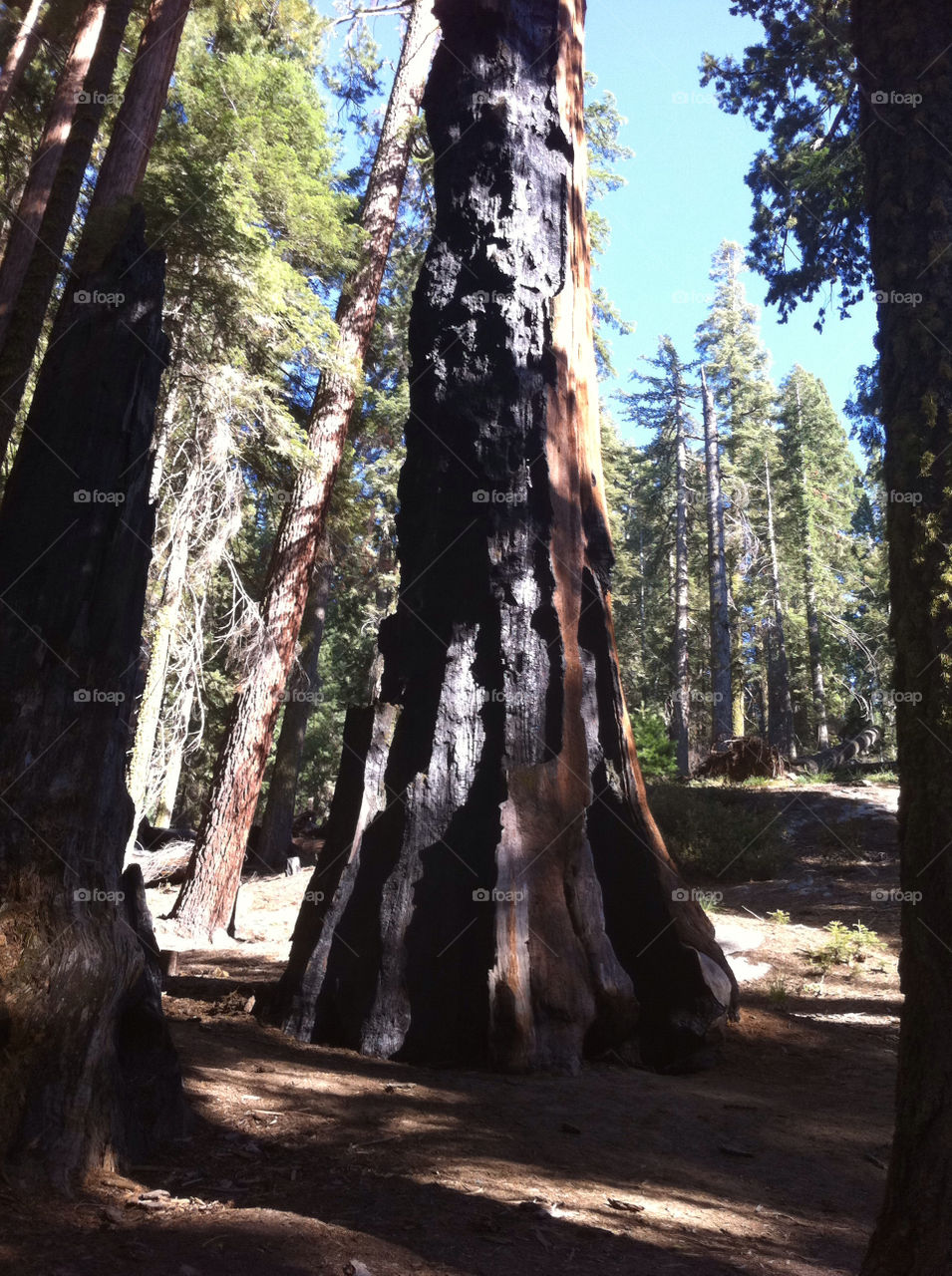 nature trees park ancient by sabont