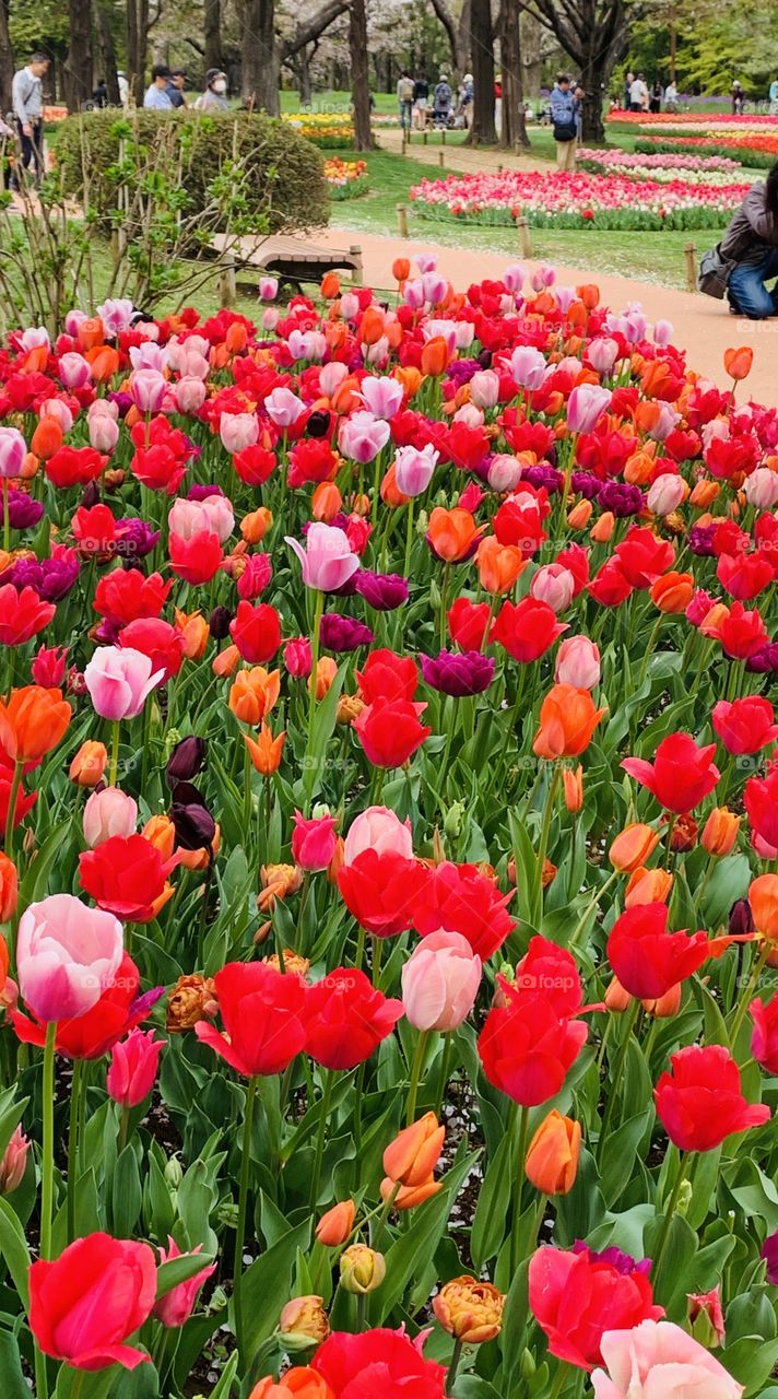 Bed of tulips 