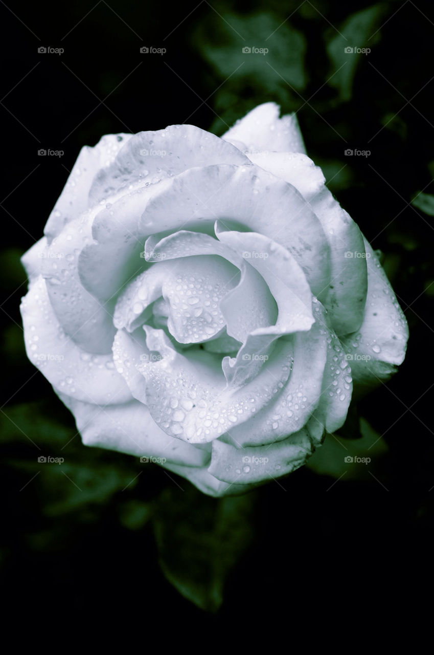 nature flower white black by flatblackoverchrome